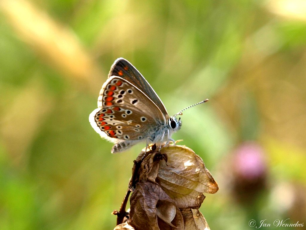 Bruin blauwtje,  Aricia  agestis.JPG